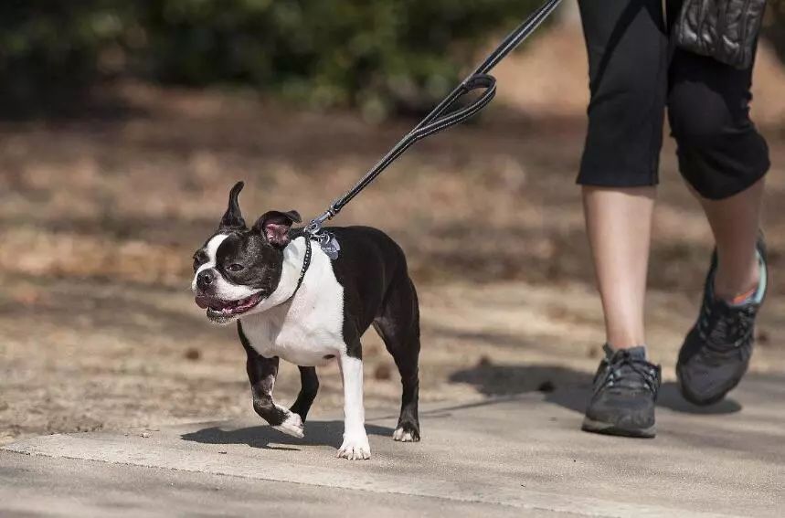 杭州最新养狗规定，文明养犬新篇章开启