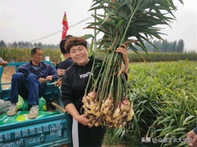 大姜今日最新价格分析