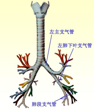 支气管扩张最新治疗方案，探索与进步的里程碑