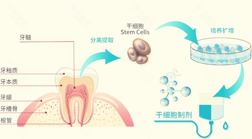 最新牙齿再生技术，重塑微笑的魅力