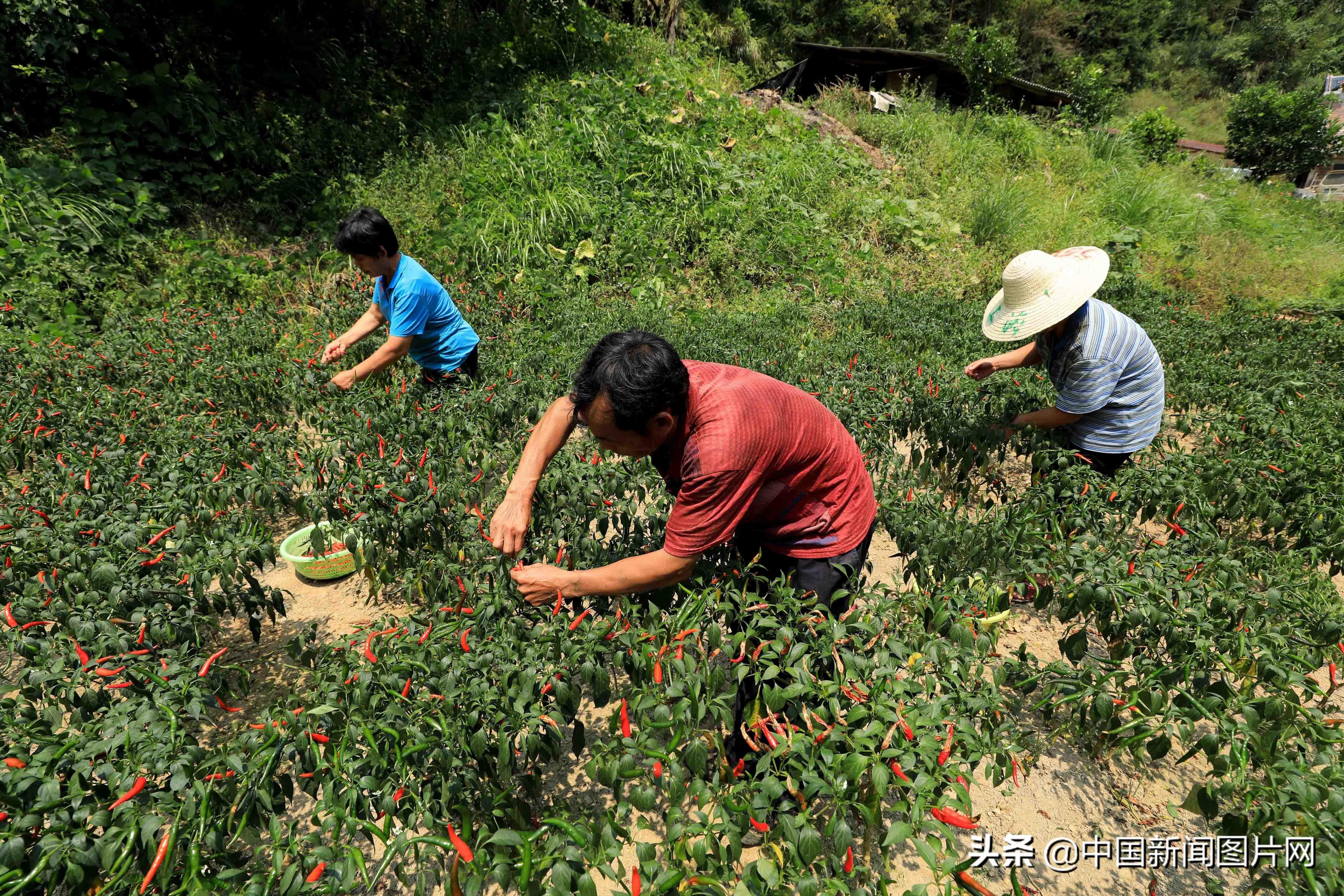 朝天椒价格走势，最新动态、市场分析与预测