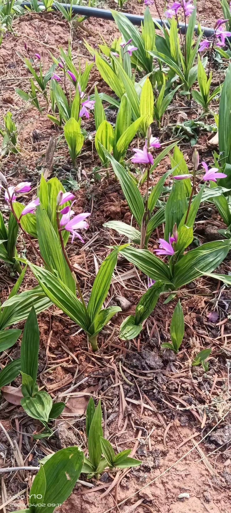 探索白芨奥秘，领略实用之美——最新白芨贴吧